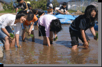 田植えの様子