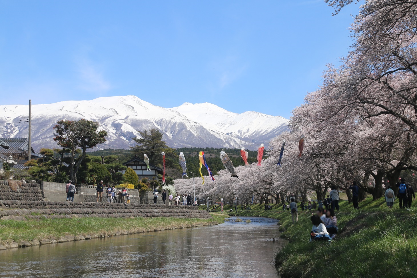河川公園_中山河川公園_桜1
