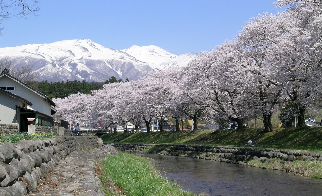 河川公園_中山河川公園_桜2