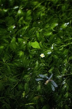 プリント優秀賞_沈魂花