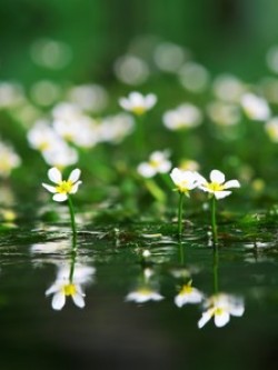 インスタ入選_牛渡川の梅花藻
