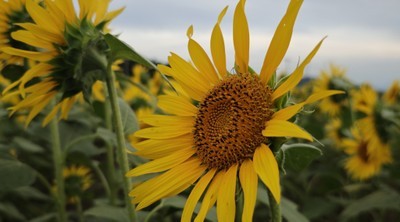 小中高生入選_静かな夏