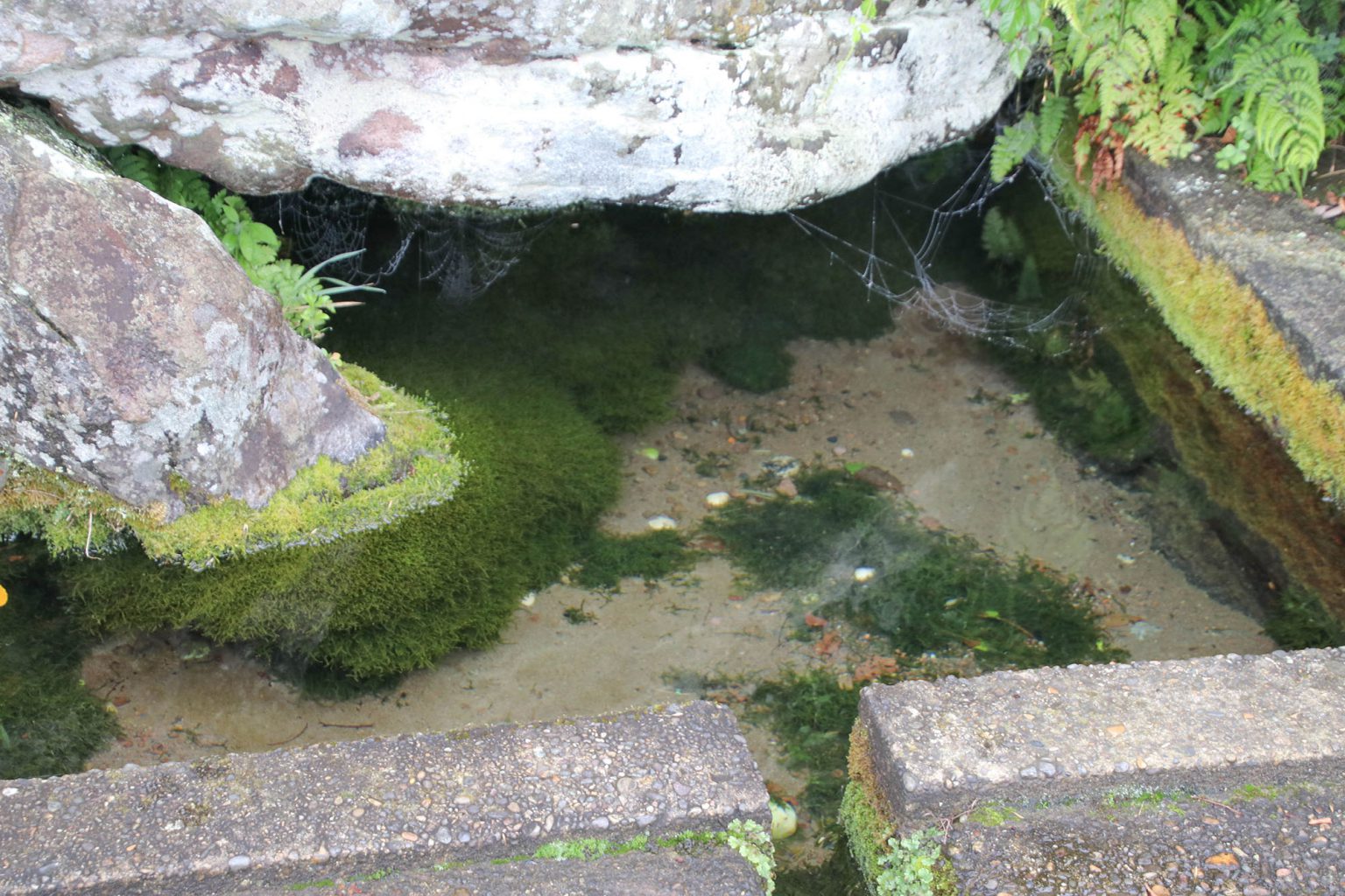 おおしずの写真002