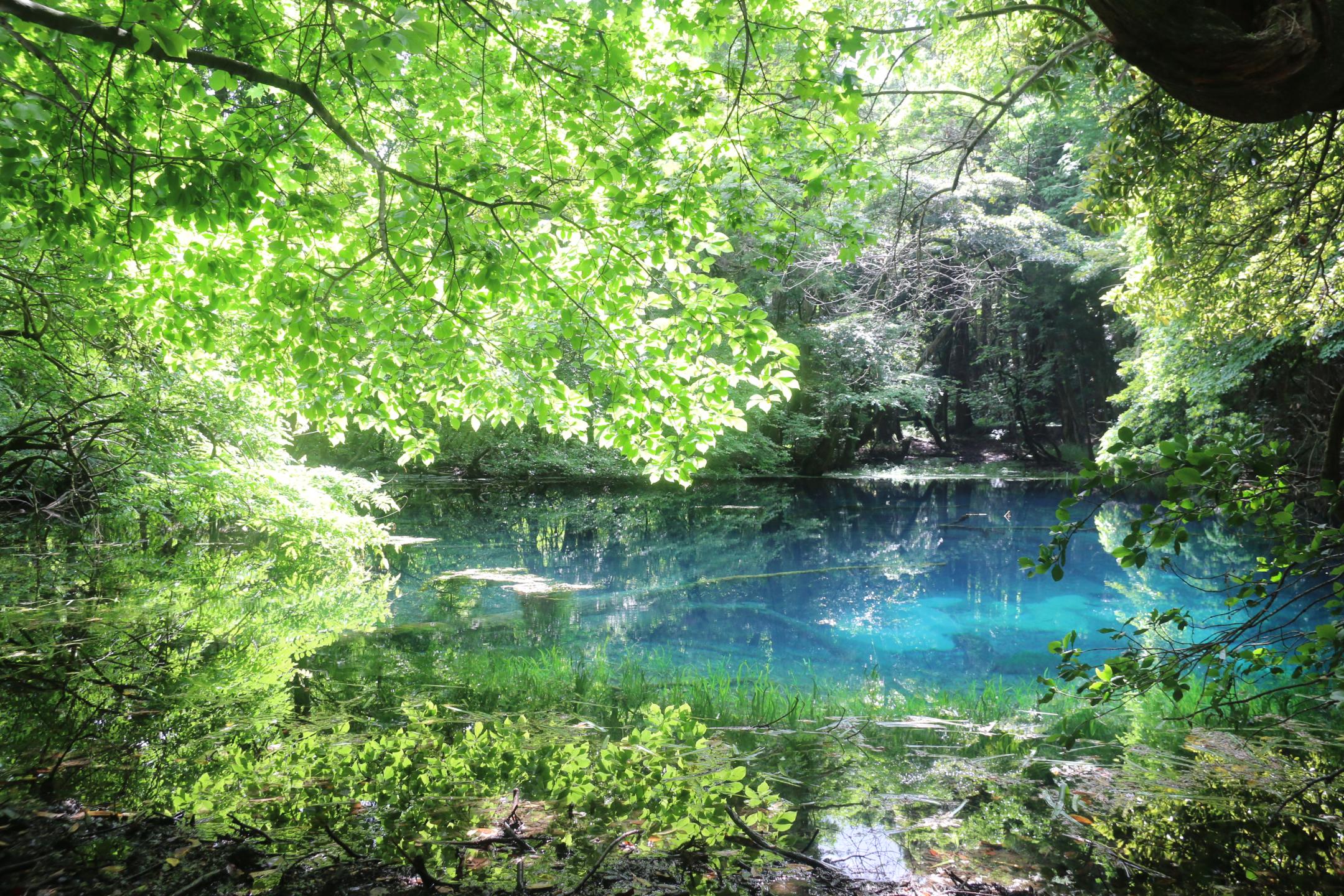 【湧水マップE】丸池様（まるいけさま）