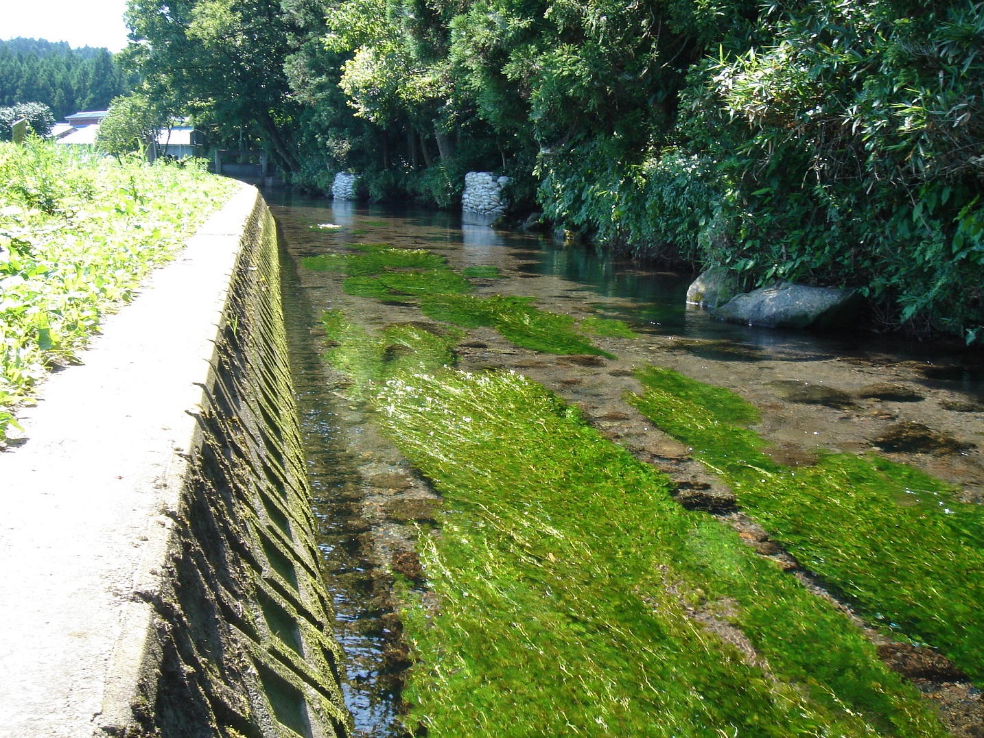 【湧水マップF】牛渡川（うしわたりがわ）