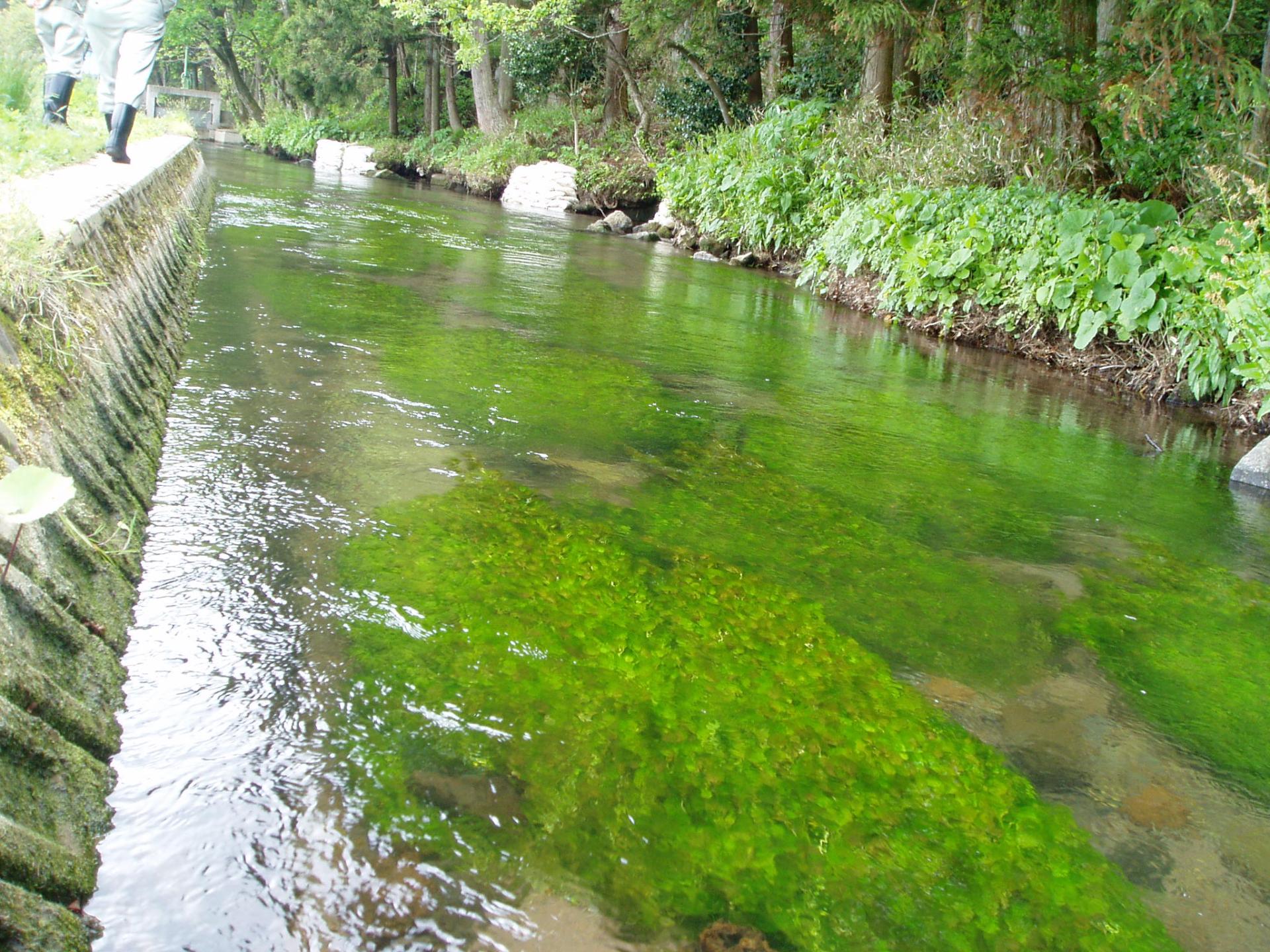うしわたりがわの写真002