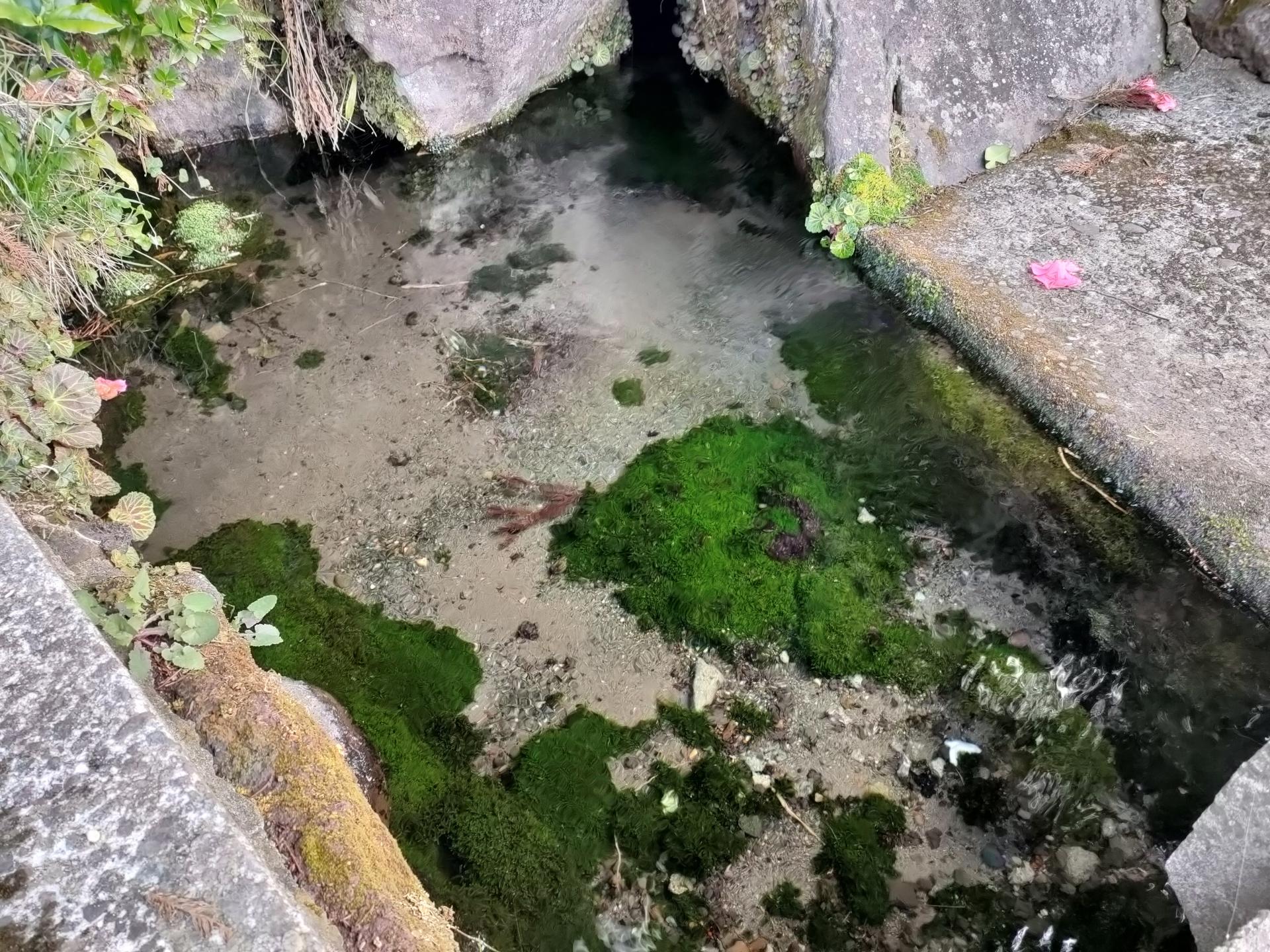 おしょうしずの写真002